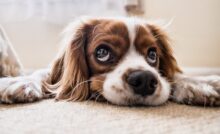 US Most Popular Dog Breeds